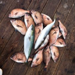 由良海上釣り堀 海人 釣果