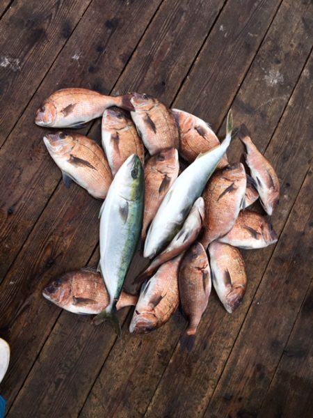 由良海上釣り堀 海人 釣果