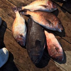 由良海上釣り堀 海人 釣果