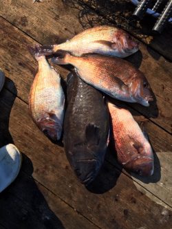 由良海上釣り堀 海人 釣果