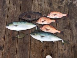 由良海上釣り堀 海人 釣果