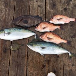 由良海上釣り堀 海人 釣果