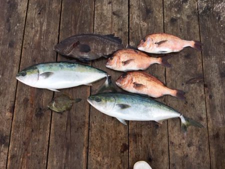由良海上釣り堀 海人 釣果