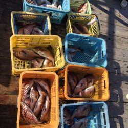 由良海上釣り堀 海人 釣果