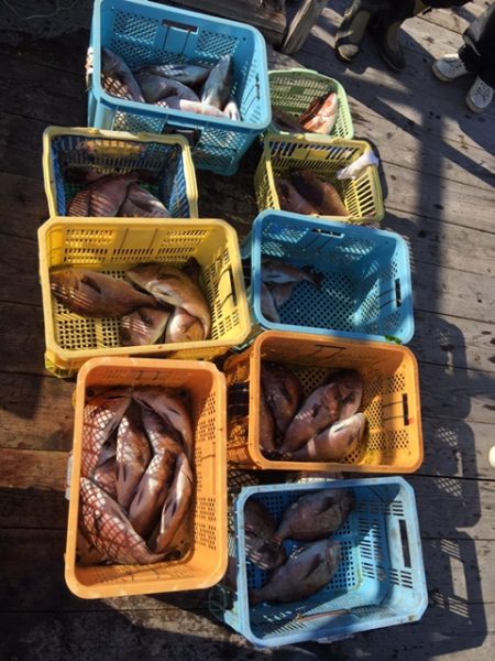 由良海上釣り堀 海人 釣果