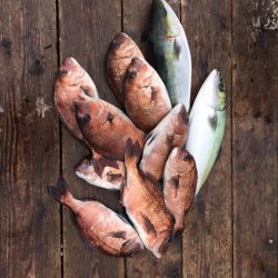 由良海上釣り堀 海人 釣果