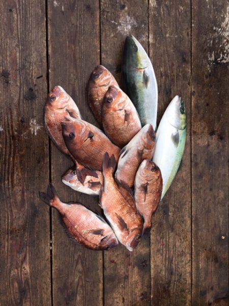 由良海上釣り堀 海人 釣果