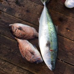 由良海上釣り堀 海人 釣果