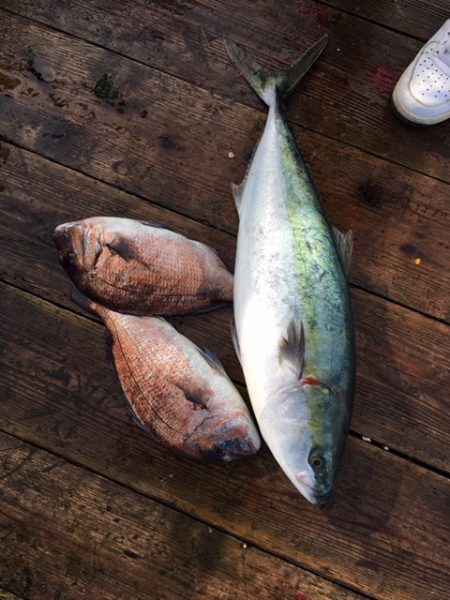 由良海上釣り堀 海人 釣果