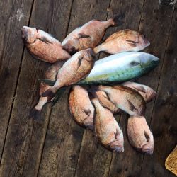 由良海上釣り堀 海人 釣果