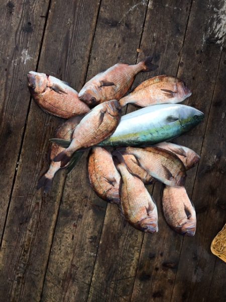 由良海上釣り堀 海人 釣果