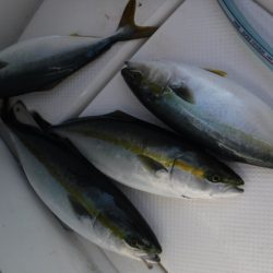 BlueNote Fishing Taxi 釣果