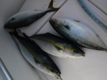 BlueNote Fishing Taxi 釣果