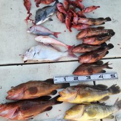 リトルワン 釣果