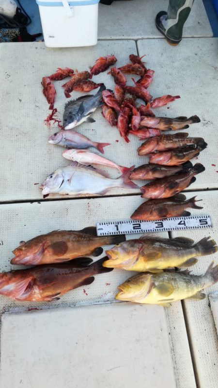 リトルワン 釣果