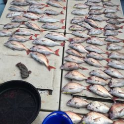 リトルワン 釣果