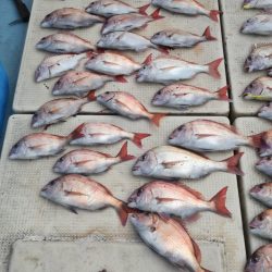 リトルワン 釣果