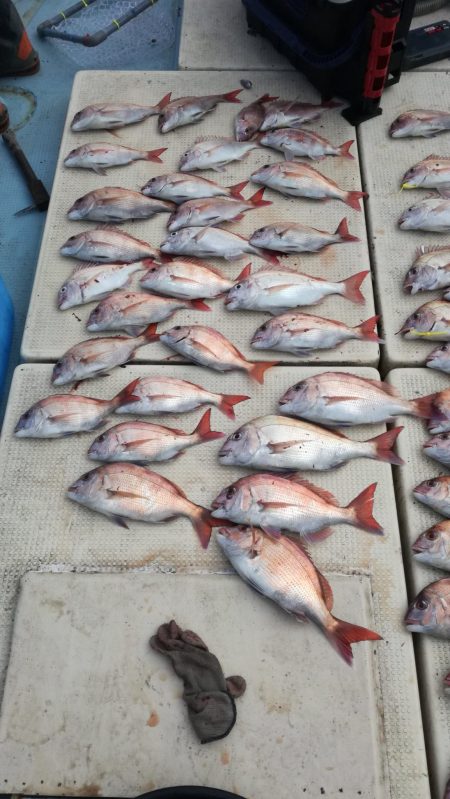 リトルワン 釣果