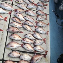 リトルワン 釣果