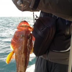 リトルワン 釣果