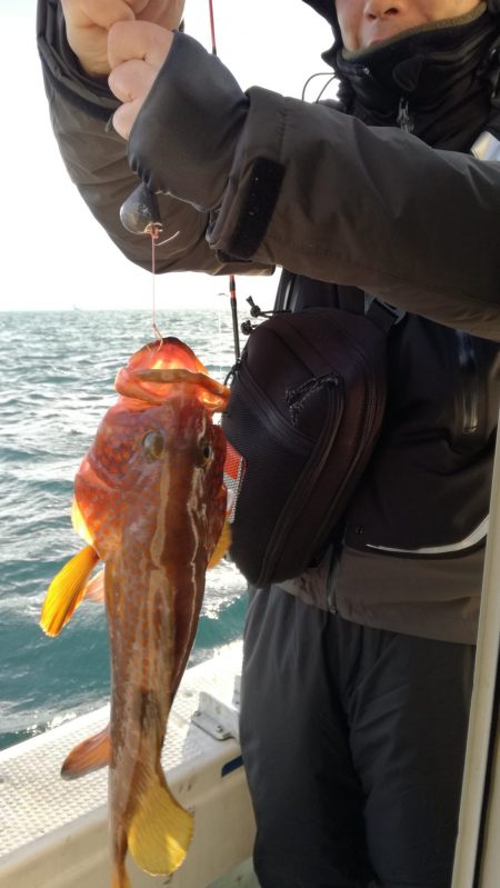 リトルワン 釣果