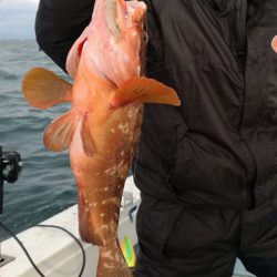 リトルワン 釣果