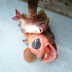 リトルワン 釣果