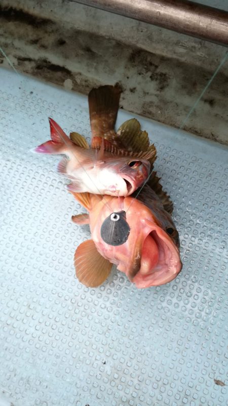 リトルワン 釣果