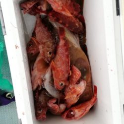 リトルワン 釣果