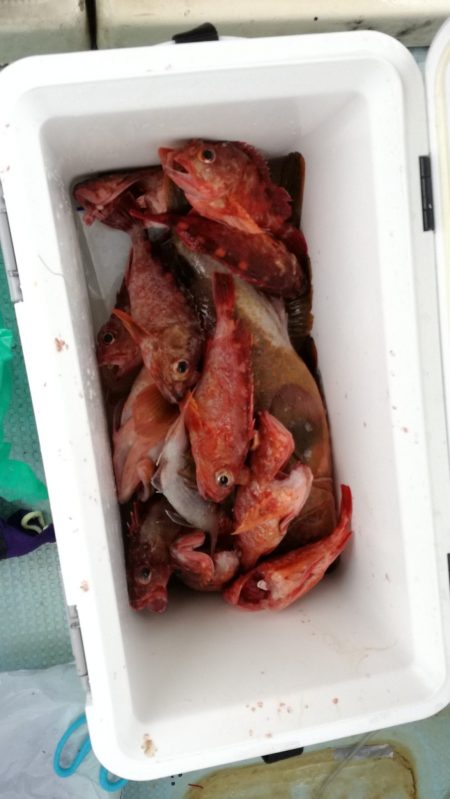 リトルワン 釣果