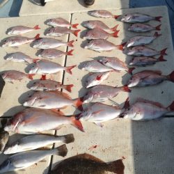 リトルワン 釣果