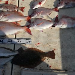 リトルワン 釣果