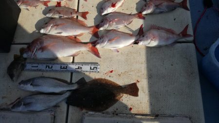 リトルワン 釣果