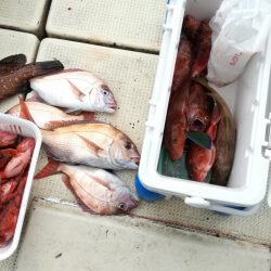 リトルワン 釣果