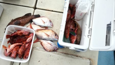 リトルワン 釣果