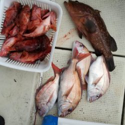 リトルワン 釣果