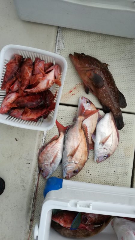 リトルワン 釣果