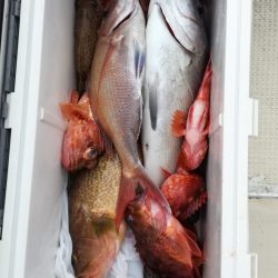 リトルワン 釣果