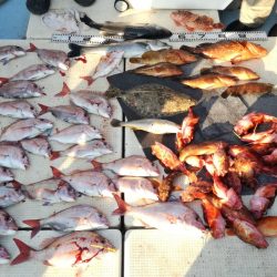 リトルワン 釣果