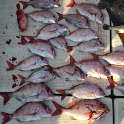 リトルワン 釣果