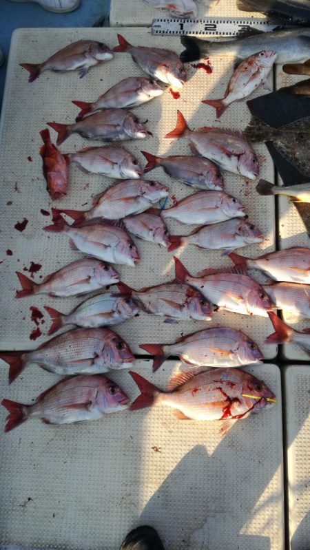 リトルワン 釣果