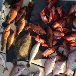 リトルワン 釣果