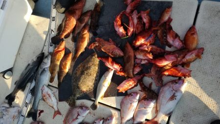 リトルワン 釣果