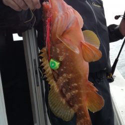 リトルワン 釣果