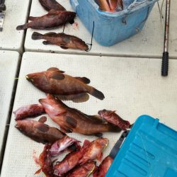 リトルワン 釣果