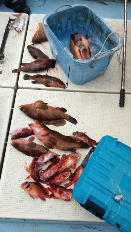 リトルワン 釣果