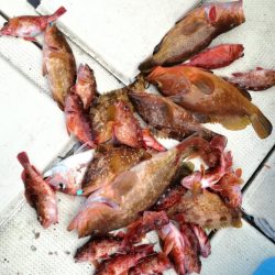 リトルワン 釣果