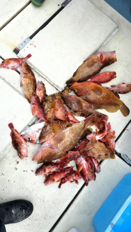 リトルワン 釣果