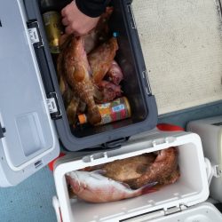 リトルワン 釣果