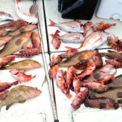 リトルワン 釣果